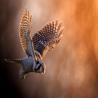 images/Faglar 2024/06_Andreas_Persson_Twilight_Hunter.jpg